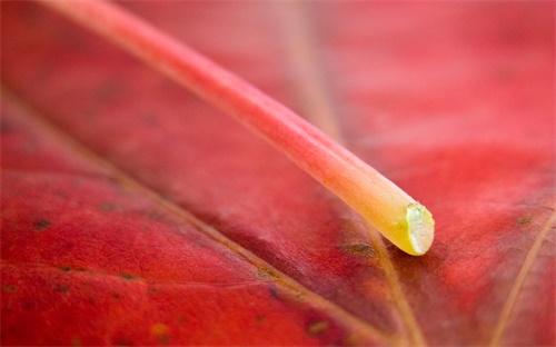 梳花样头发用的辅助器,第二集:夹式理发器教你如何扎发